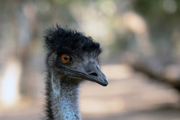 Australische struisvogel emu op een zomerdag. Israël - Foto, afbeelding