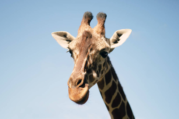 Žirafa na pozadí modré oblohy. Izrael. - Fotografie, Obrázek
