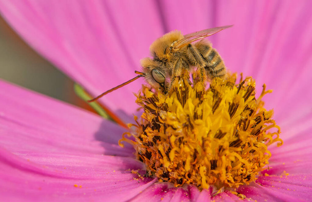 Una foto macro de una abeja de miel alimentándose de una flor y recogiendo polen - Foto, Imagen