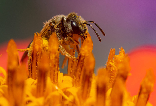 Una foto macro de una abeja de miel alimentándose de una flor y recogiendo polen - Foto, imagen