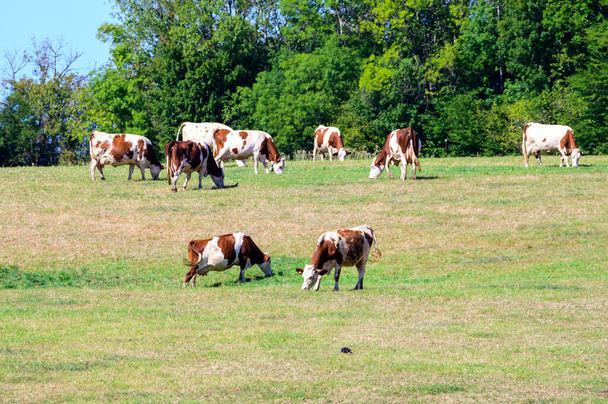 Produkce koleček sýra Comte v dolních Jura, Francie, Montbeliards nebo francouzských Simmental krávy stáda pasoucí se trávu na zelených pastvinách v letních měsících - Fotografie, Obrázek