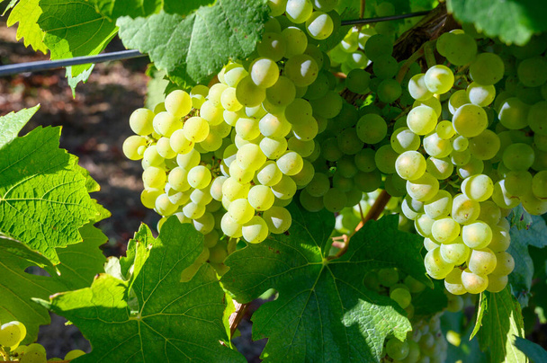 Jura Fransız bölgesinin tepelerinde bulunan yeşil üzüm bağları, hasat etmeye hazır beyaz yabani üzümler ve beyaz ve özel Jaune şarabı, yakın çekim - Fotoğraf, Görsel