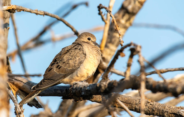 Truchlící holubice sedící na větvi stromu - Fotografie, Obrázek