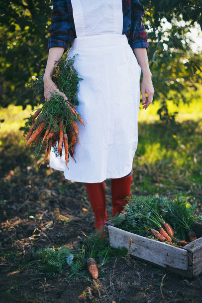 harvesting carrots. girl picks carrots in the garde - Foto, Imagem