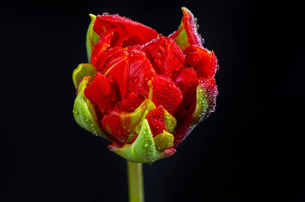 Gran flor de tulipán holandés doble rojo con gotas de agua de cerca sobre fondo negro - Foto, imagen