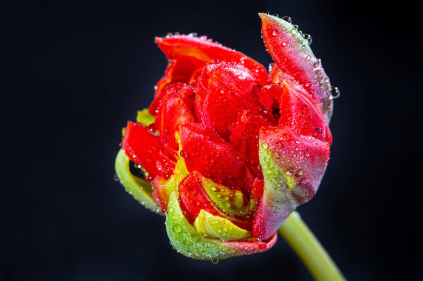 Duży czerwony podwójny holenderski kwiat tulipan z kroplami wody zbliżyć na czarnym tle - Zdjęcie, obraz