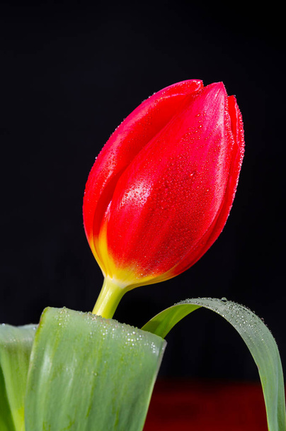 Große rote holländische Flucht Tulpe Blume aus nächster Nähe auf schwarzem Hintergrund - Foto, Bild