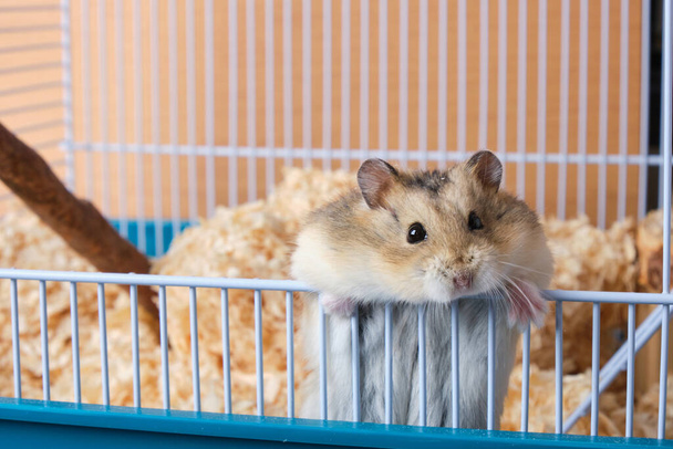Dzungarian hamster in a cage with sawdust - Φωτογραφία, εικόνα