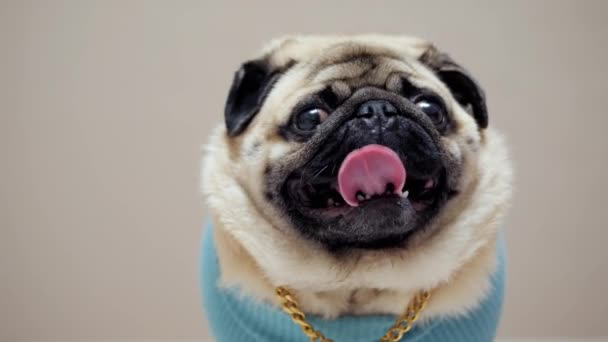 Portret van een stijlvolle en modieuze pug hond in een blauwe trui en met een gouden ketting - Video