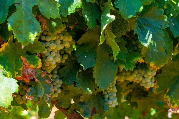 Vineyards of AOC Luberon mountains near Apt with old grunks growing on red clay soil, white wine grape, Vaucluse, Provence, Franciaország - Fotó, kép