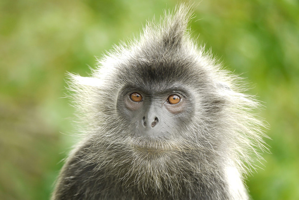 Portrait of a Silver Leaf Monkey - Foto, imagen
