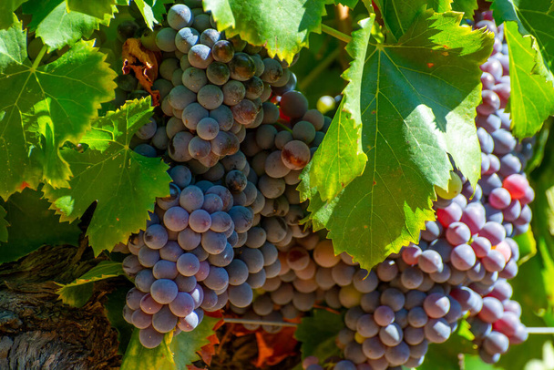 Виноградники AOC Luberon гор возле Апта со старыми виноградинами, растущими на красной глинистой почве, Воклюз, Прованс, Франция. Красное или розовое вино виноград готов к сбору урожая. - Фото, изображение