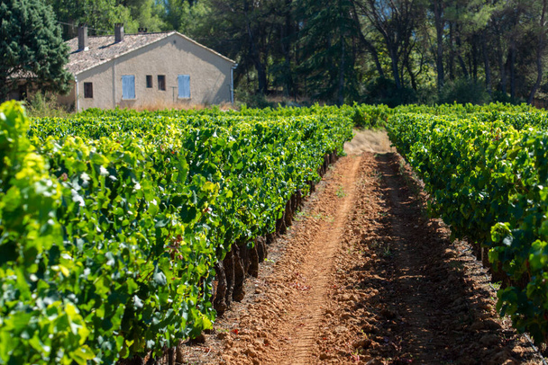 Виноградники AOC Luberon гор возле Апта со старыми виноградинами, растущими на красной глинистой почве, Воклюз, Прованс, Франция - Фото, изображение