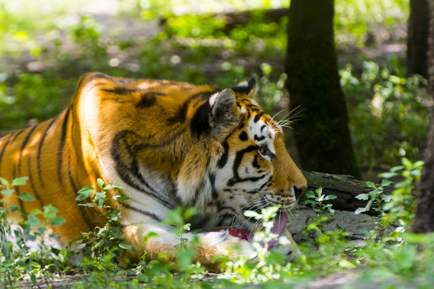 Siberian tiger is eating and playing with a special ice cream - Fotoğraf, Görsel