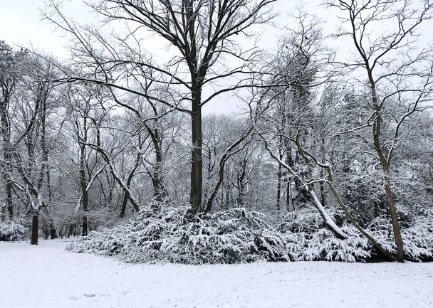 Panoramatický záběr zimy a zasněžených stromů - Fotografie, Obrázek