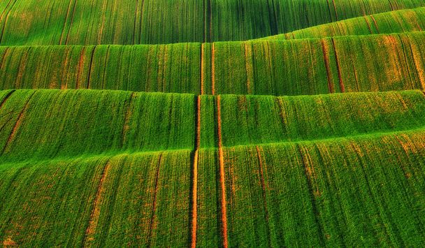 Wzgórza zielonych pól pszenicy. Niesamowity bajkowy minimalistyczny krajobraz z falami wzgórz - Zdjęcie, obraz