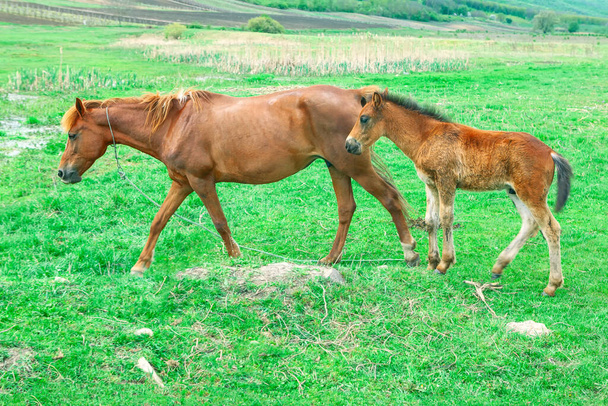 Cavalli madre e figlio. Mare e puledro sul prato verde  - Foto, immagini