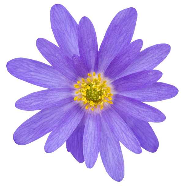 Blue flower of aster, isolated on a white background, with clipping path - Photo, Image