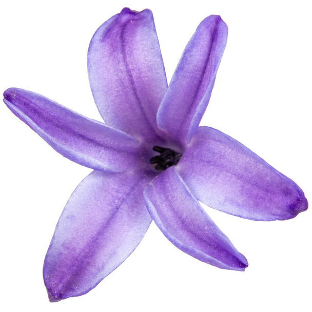 Flores violetas de jacinto, aisladas sobre fondo blanco - Foto, imagen