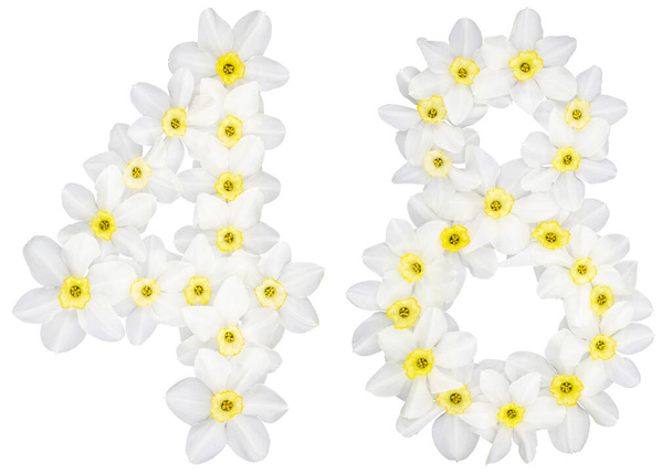 48, quarantotto, da fiori bianchi naturali di narciso, isolati su fondo bianco - Foto, immagini