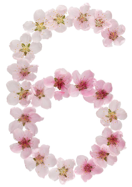 Numeral 6, six, from natural pink flowers of peach tree, isolated on white background - Fotó, kép