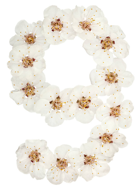 Numeral 9, nine, from natural white flowers of apricot tree, isolated on white background - Photo, Image