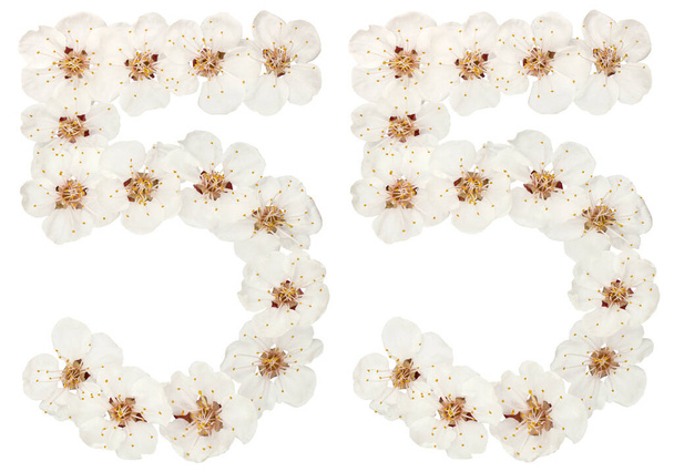 Число 55, п'ятдесят п'ять, з натуральних білих квітів абрикосового дерева, ізольовані на білому тлі
 - Фото, зображення