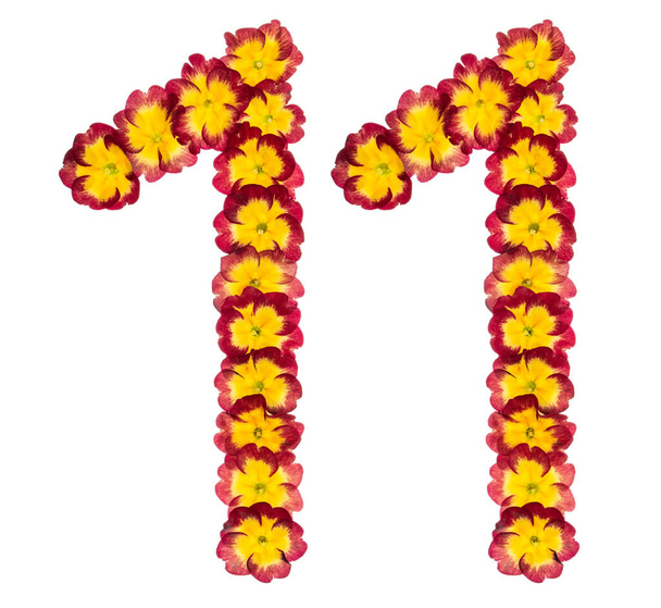 数11 、 11 、プリムラの天然の花から、白い背景に隔離された - 写真・画像