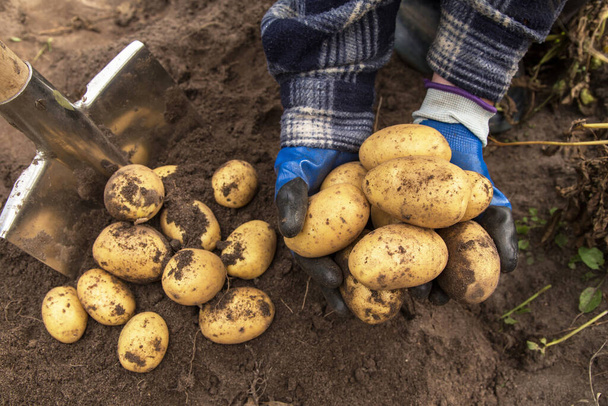 Organic vegetables. Fresh raw potatoes in the hands of farmers. Potato harvest, organic farming concept - Фото, зображення