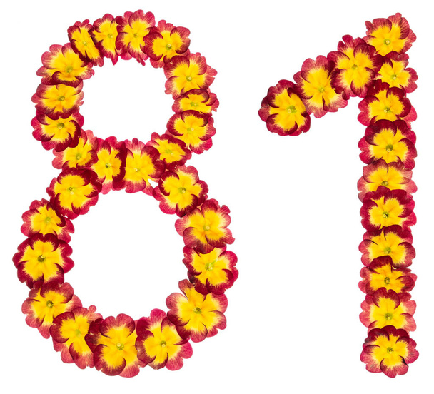 81-es szám, 81-es szám, Primula természetes virágaiból, fehér alapon elszigetelve. - Fotó, kép