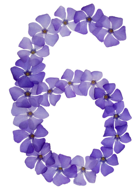 Numery 6, 6, z naturalnych niebieskich kwiatów periwinkle, izolowane na białym tle - Zdjęcie, obraz