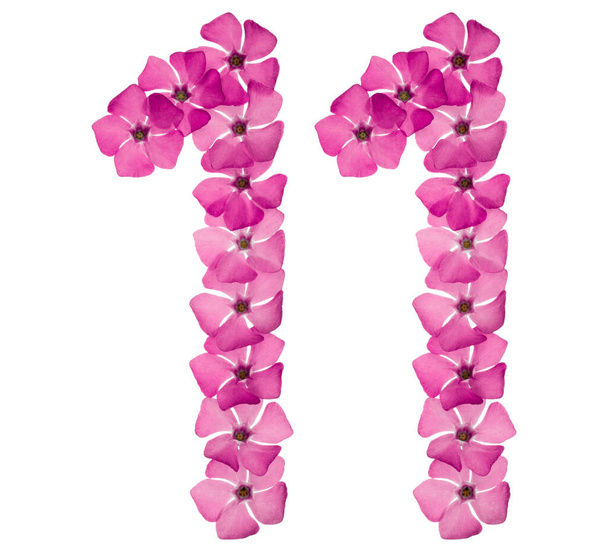11番、 11番、周囲のピンク色の花から、白い背景に隔離された - 写真・画像