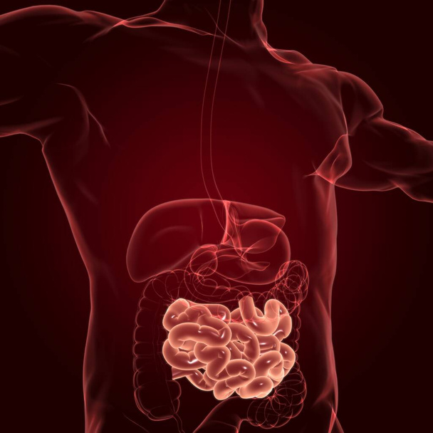 Jelito cienkie 3D Ilustracja anatomia układu pokarmowego człowieka dla koncepcji medycznej - Zdjęcie, obraz