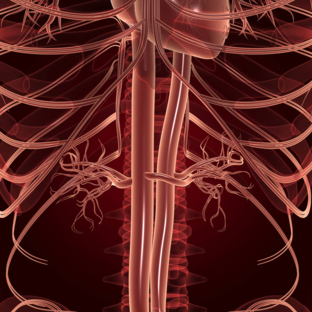 Ihmisen sydän verenkiertoelimistön anatomia lääketieteellinen käsite 3D-kuvitus - Valokuva, kuva