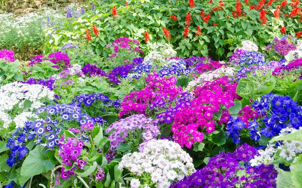 flower garden background  - Photo, Image