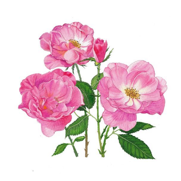 акварельне розфарбування рожевого букета троянди на білому тлі
 - Фото, зображення