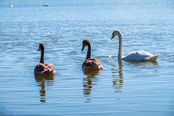 A white mute swan with orange and black beak and young brown coloured offspring with pink beak swimming in a lake with blue water on a winter sunny day. The mute swan, latin name Cygnus olor. - 写真・画像