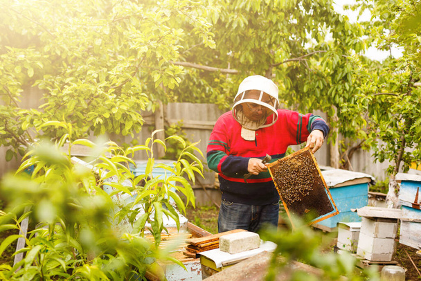 Пчеловод держит раму из сотовых - Фото, изображение