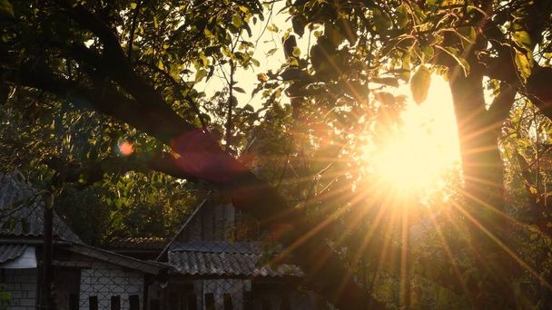 Золотой час заката в саду. Размытые солнечные лучи светят сквозь листья деревьев. - Фото, изображение