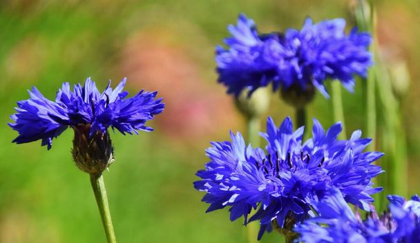 Крупним планом красиві сині кукурудзяні квіти навесні сонячне світло
 - Фото, зображення
