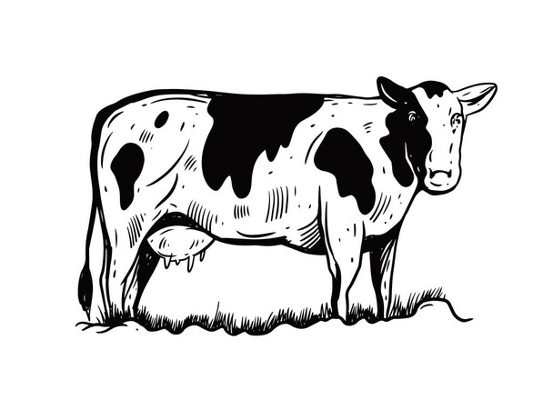Musta ja valkoinen käsi piirtää lehmän kuva. Kaiverrus tyyli. - Vektori, kuva