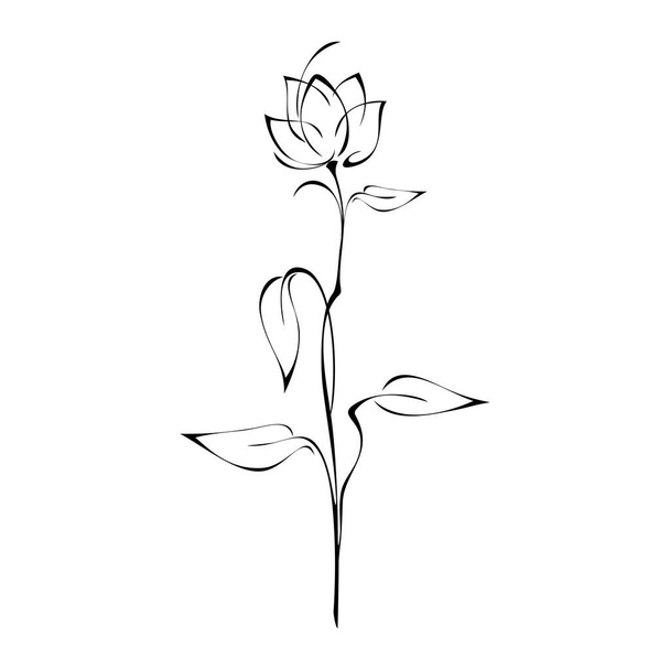 flower Bud on a high stem with leaves in black lines on a white background - Vektör, Görsel