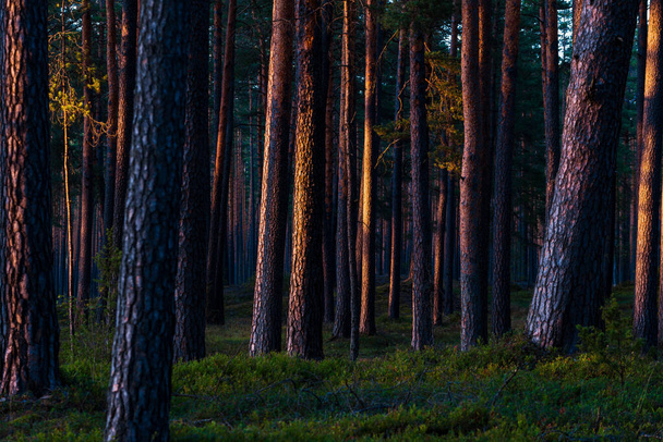 Evergreen Forest auringonlaskun aikaan. Aurinko paistaa männyn runkojen läpi. Latvia - Valokuva, kuva