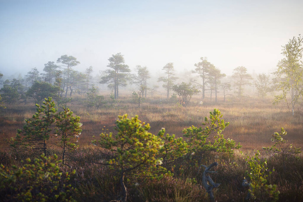Un pantano al amanecer. Suelo del bosque de flores de brezo florecientes, pinos jóvenes de cerca. Niebla y cielo azul claro de la mañana. Parque nacional de Kemeri, Letonia - Foto, imagen