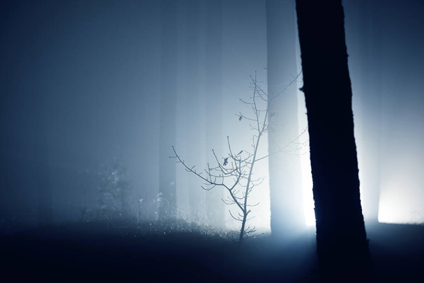 Сцена в темном лесу. Световые лучи сквозь силуэты сосны и березы ночью. Сигулда - Фото, изображение