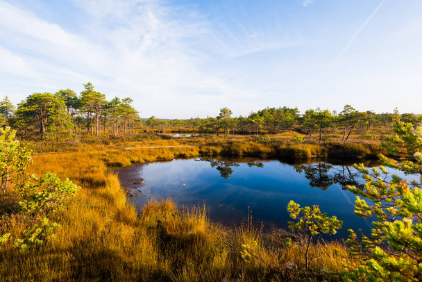 Crystal clear lake and swamp in a morning haze. Reflection on the water. Bright blue sky. Pine trees in the background. Kemeri national park, Latvia - Fotoğraf, Görsel