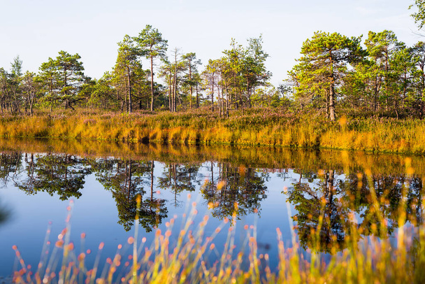 Crystal clear lake and swamp in a morning haze. Reflection on the water. Bright blue sky. Pine trees in the background. Kemeri national park, Latvia - Fotografie, Obrázek