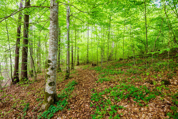 Sommerliche Waldlandschaft. Grüner Buchenwald, Bäume in Nahaufnahme. Deutschland - Foto, Bild