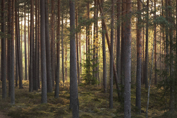 Φθινοπωρινό τοπίο. Σκοτεινό δάσος. Πεύκα και έλατα το ηλιοβασίλεμα. Χρυσά φύλλα κοντά. Οι ακτίνες του ήλιου στους κορμούς των δέντρων. Ζεστό φως το βράδυ, Λετονία. - Φωτογραφία, εικόνα