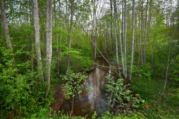Kesämaisema. Metsäjoki ja vihreät puut lähikuva. Suomi - Valokuva, kuva